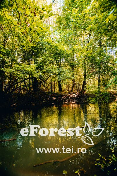 Crevedia, eForest, 300 loturi de casa, la padure, direct din DN.