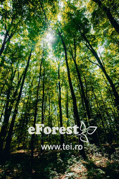 Crevedia, eForest, 300 loturi de casa, la padure, direct din DN.