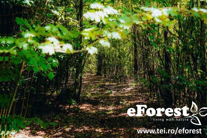 Crevedia, eForest, 300 loturi de casa, la padure, direct din DN.